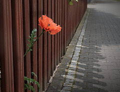 Gepflegt am Gartenzaun Gepflegt am Gartenzaun