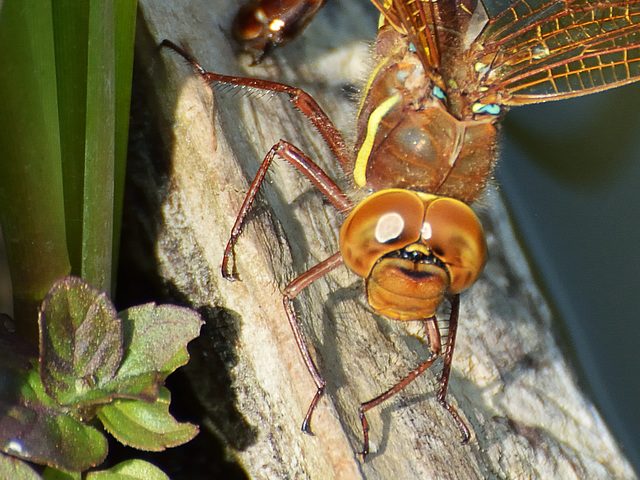 Brown Hawker f ovipositing (Aeshna grandis) 04a