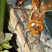 Brown Hawker f ovipositing (Aeshna grandis) 04a