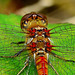 Dragonfly,Common Darter. Sympetrum striolatum