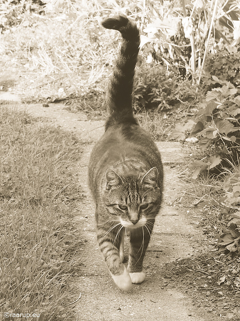 Bastian on the path - for Happy Caturday
