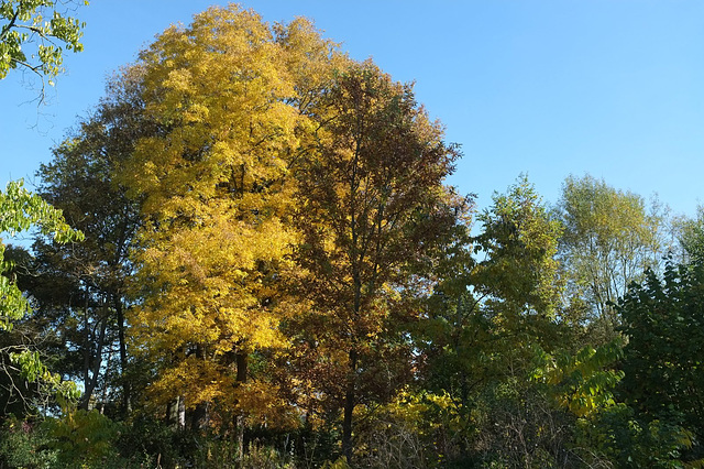 Arboretum de Grignon