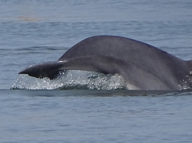 DSC05066a - boto-da-tainha Tursiops truncatus gephyreus, Cetaceae