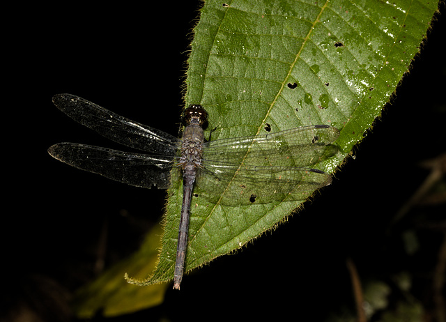 DragonflyIMG_3036