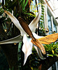 Orchid and Hawkmoth - of Madagascar - A model