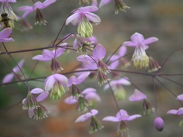 Study in Purple III