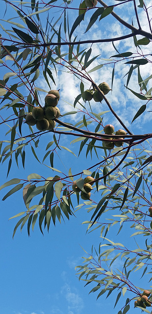 Eucalyptus buds