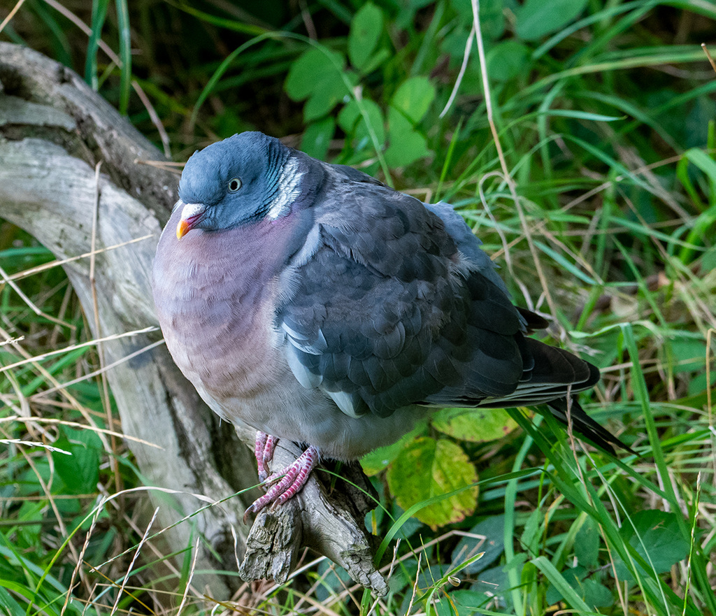 Wood pigeon