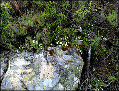 An interesting granite block with its various lichens. Worth viewing on large.