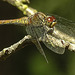 20190902 5711CPw [D~VR] Große Heidelibelle, Sundische Wiese, Zingst