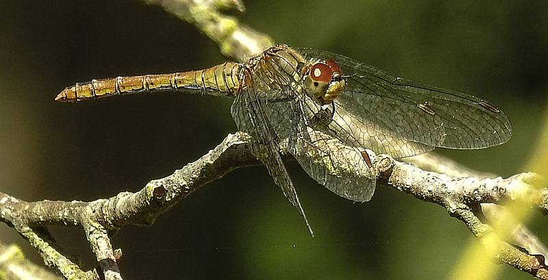 20190902 5711CPw [D~VR] Blutrote Heidelibelle (Sympetrum sanguineum), Sundische Wiese, Zingst