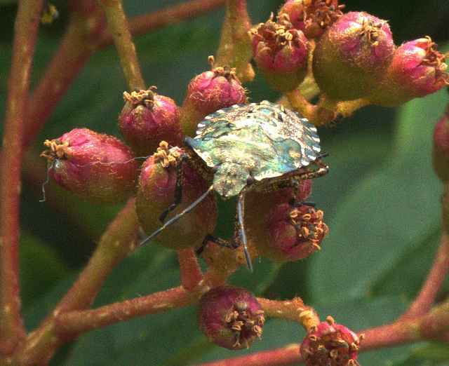 Red Legged Shield Bug. Final Instar Nymph