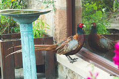 What do you think you're doing on my windowsill?!