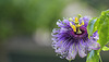 Passiflora Byron Beauty