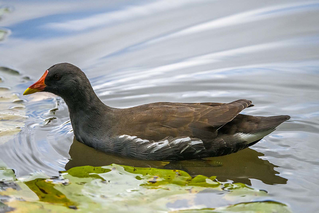 Moorhen