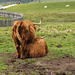 Scottish Highland Cattle - HFF ( 2 PicinPic)