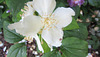 White Blossoms