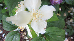 White Blossoms