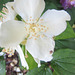 White Blossoms