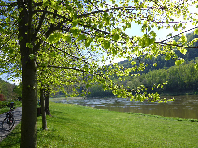 Frühling im Elbtal bei Wehlen