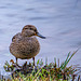 A duck at Burton wetlands