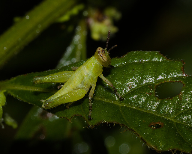 GrasshopperIMG_3057