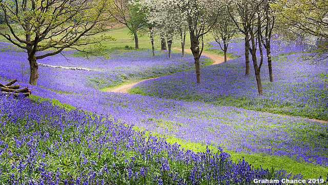 Bluebells