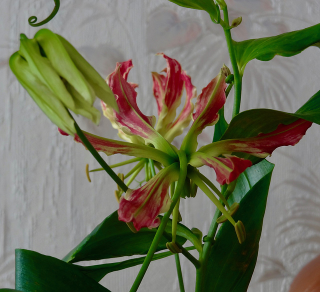 FLOR ET FAUNE DIVERSES