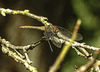 20190902 5712CPw [D~VR] Blutrote Heidelibelle (Sympetrum sanguineum), Sundische Wiese, Zingst