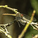 20190902 5712CPw [D~VR] Große Heidelibelle, Sundische Wiese, Zingst