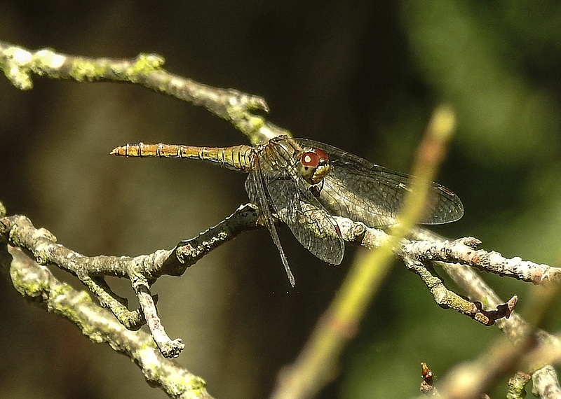 20190902 5712CPw [D~VR] Blutrote Heidelibelle (Sympetrum sanguineum), Sundische Wiese, Zingst