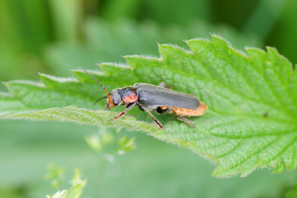 Cantharis sp.