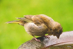 Youngster looking at its reflection?