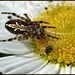 Spider on flower preparing food