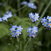 Forget me  not (Ull de Perdiu)