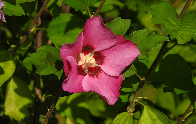 20210822 2486CPw [D~LIP] Straucheibisch (Hibiscus syriacus), Bad Salzuflen