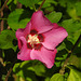 20210822 2486CPw [D~LIP] Straucheibisch (Hibiscus syriacus), Bad Salzuflen