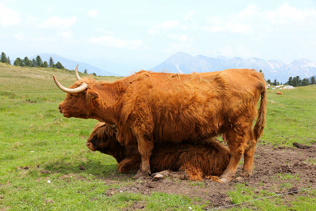 Scottish highland cattle