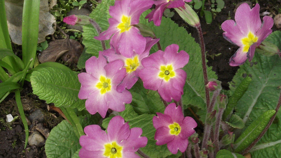 The lovely clover pink of the primulas