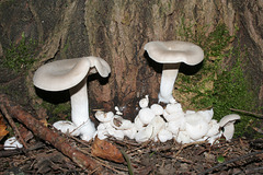 champignon-- mushroom