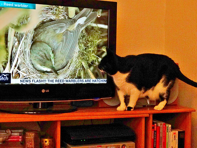 Murphy watches "Springwatch Live"