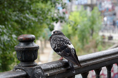 Un vieux pigeon dormait