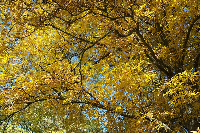 Arboretum de Grignon