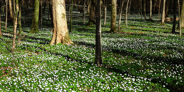 el bosque en primavera