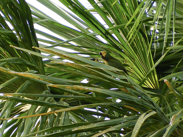 Red-bellied Macaws, Nariva Swamp afternoon