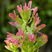 Indian Paintbrush