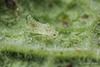 Leafhopper Nymph