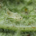 Leafhopper Nymph