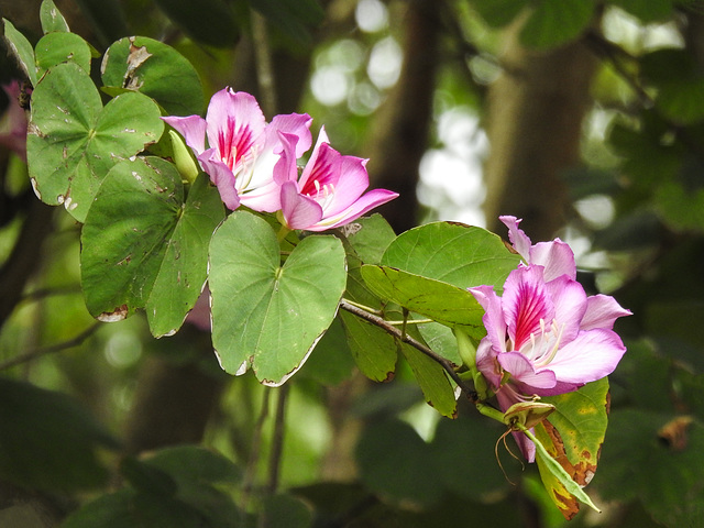 Day 7, Hong Kong Orchid tree, Estero Llano Grande SP