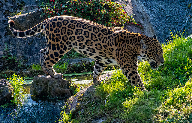 Jaguar